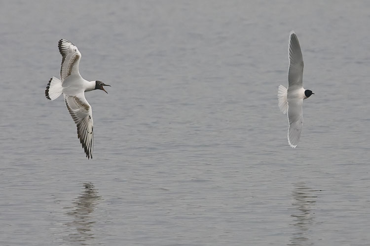 Black Headed Gull chasing Little Gull