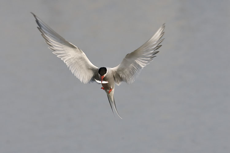 Arctic Tern with Fish