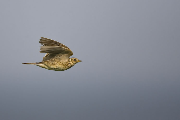 Sky Lark