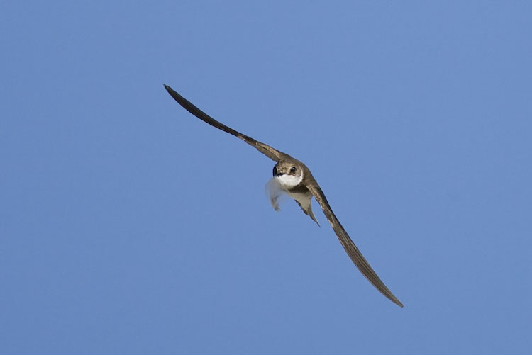 Sand Martin