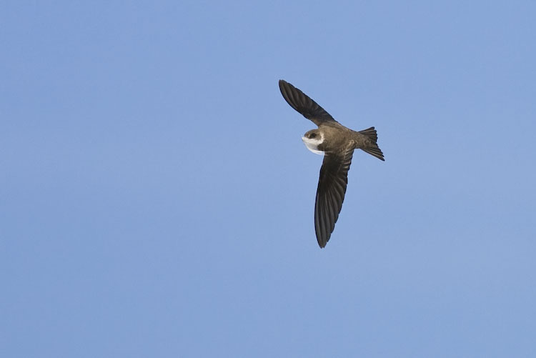 Sand Martin