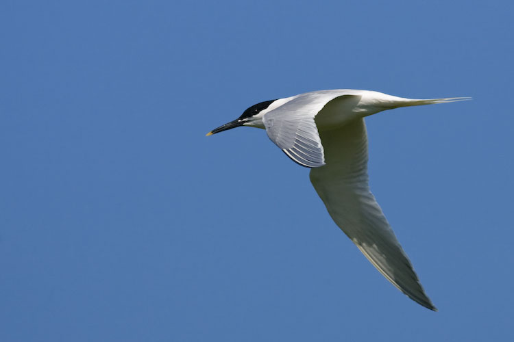 Sandwich Tern
