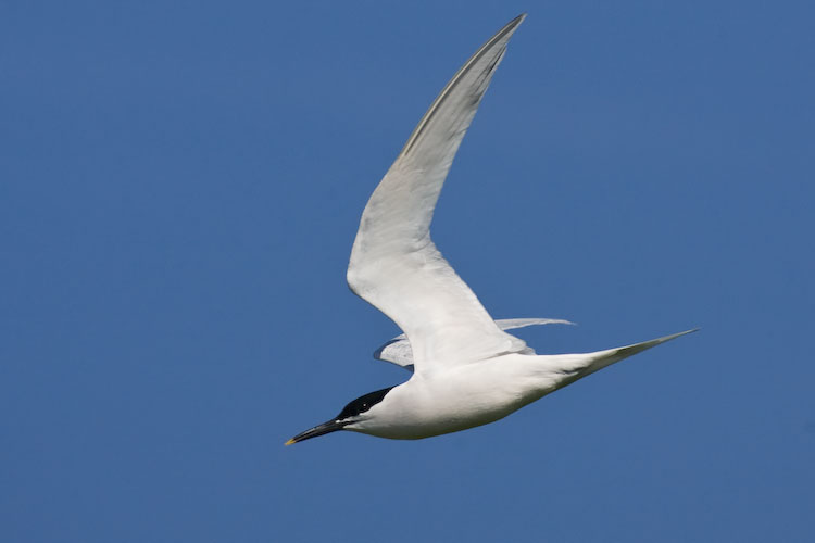 Sandwich Tern