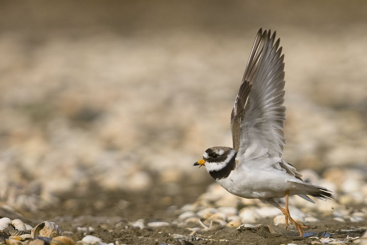 Ringed Plover