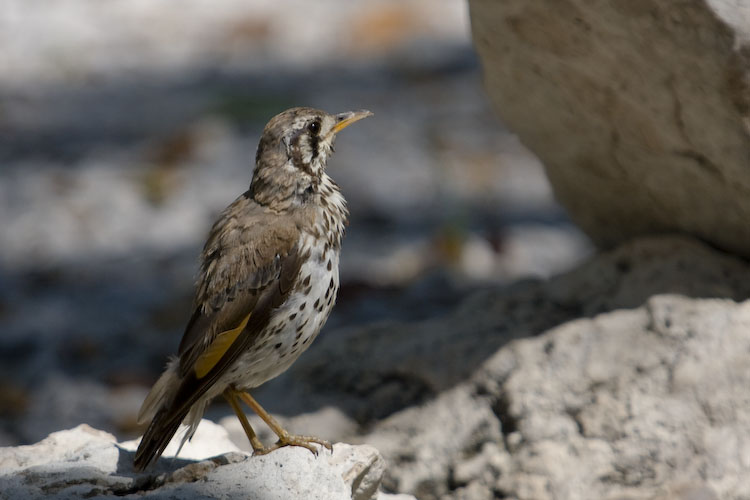 Groundscraper Thrush
