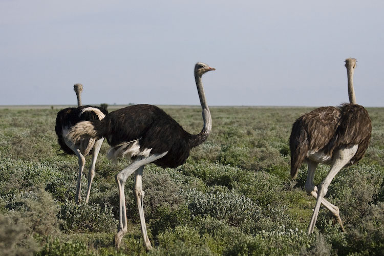 Common Ostrich