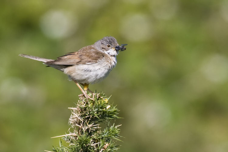 Whitethroat