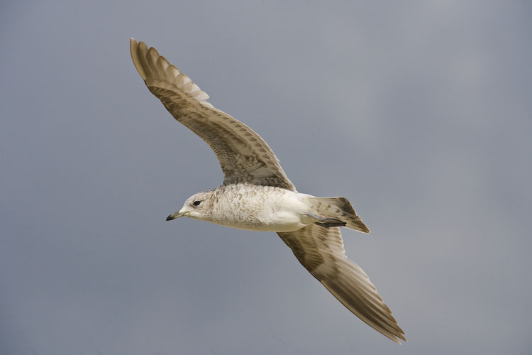 Common Gull (1st Winter)