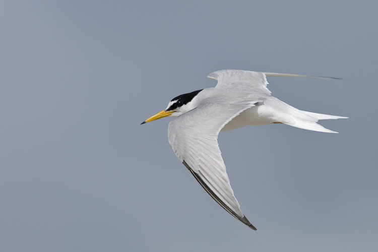 Little Tern