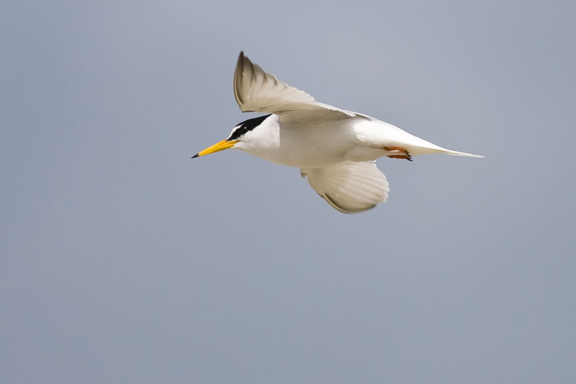 Little Tern