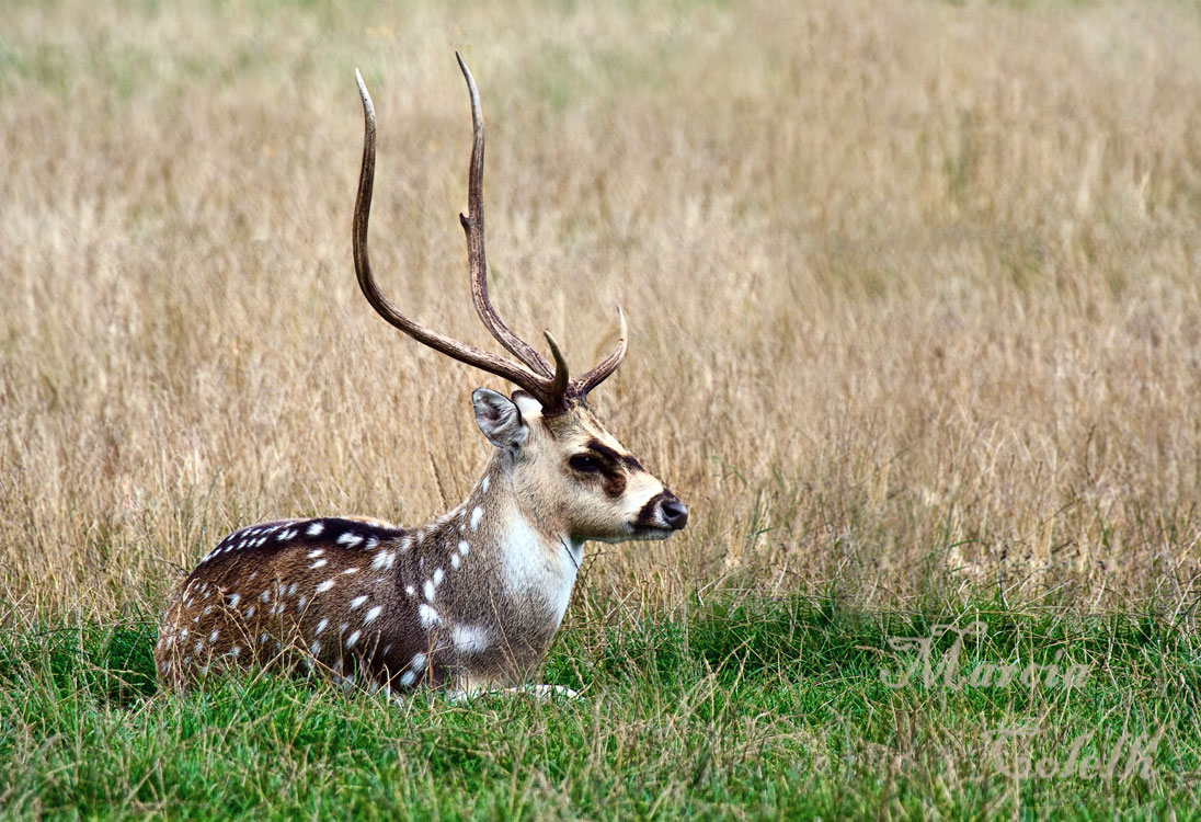 AXIS DEER_4770.jpg