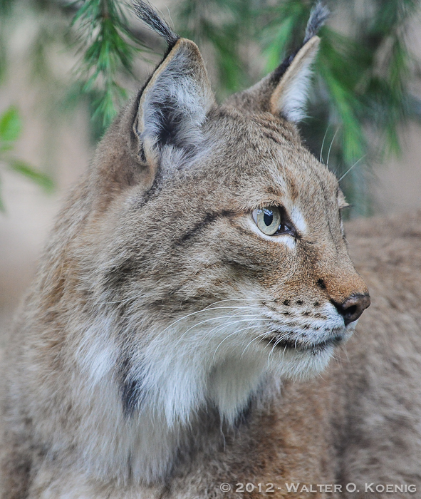 Siberian Lynx