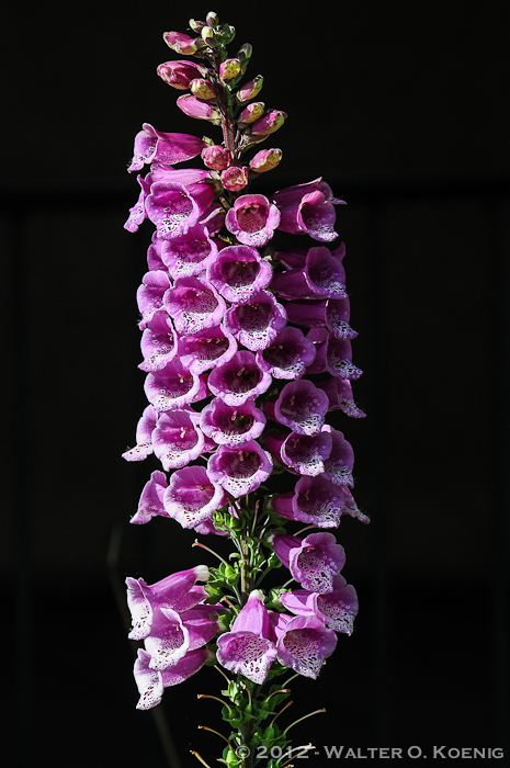 Foxglove