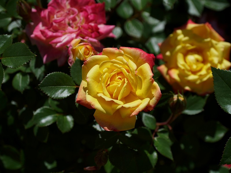 L1000147sm.jpg