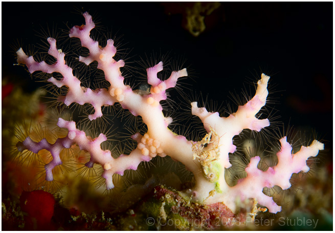 Rose lace coral.