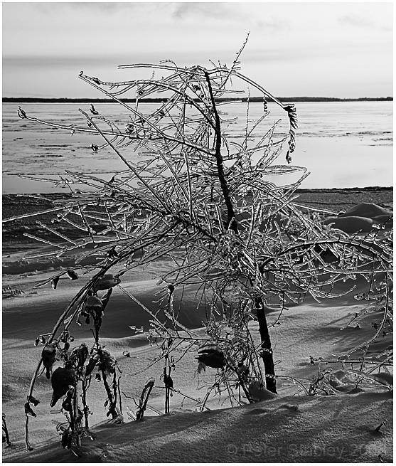 Ice on the plant.