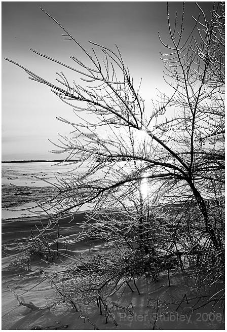 More ice on trees.