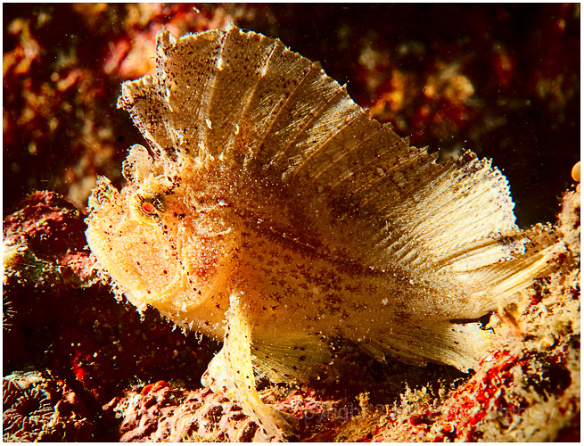 Leaf scorpionfish.