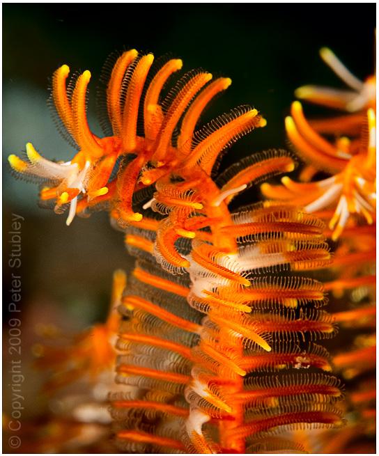 Crinoid tips.