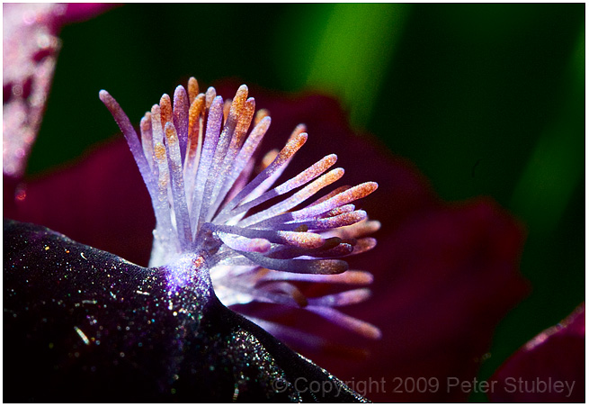 Iris.