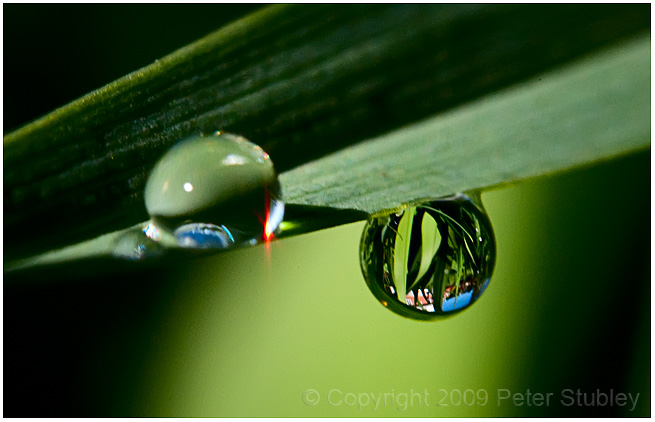 Droplets after watering (version 2).