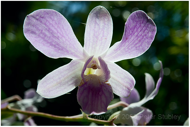 Backlit orchid, Philippines.