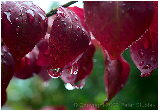 Rainy day burning bush.