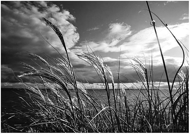 Grass and sky (and light).
