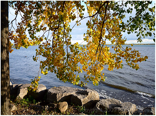 Autumn leaves