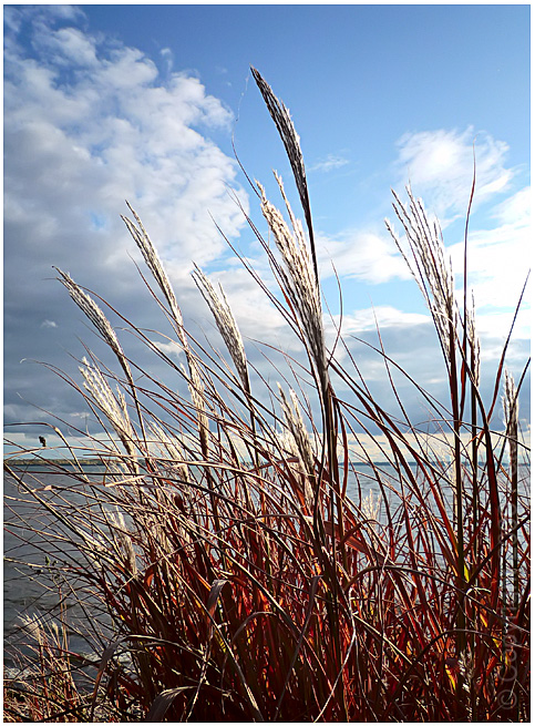 More grass and sky.