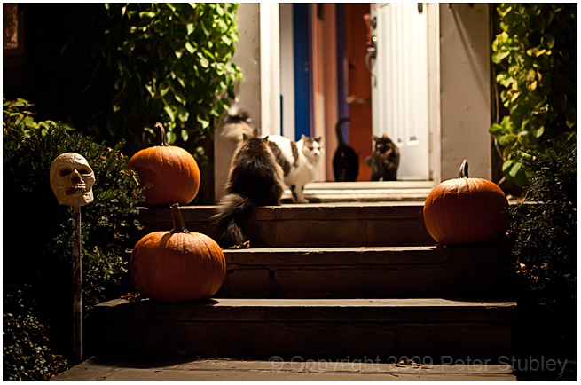 Ready for Halloween.