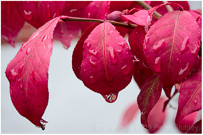 Wet burning bush.