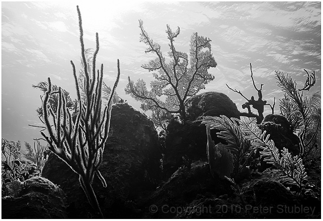 Gorgonians.