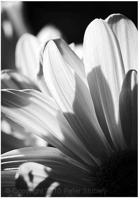 Petals.