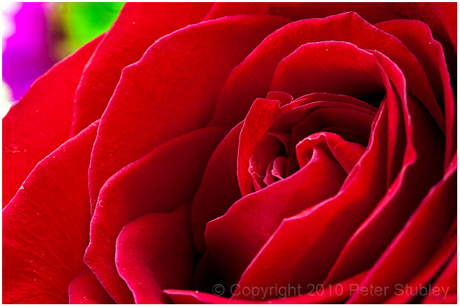 The rose.