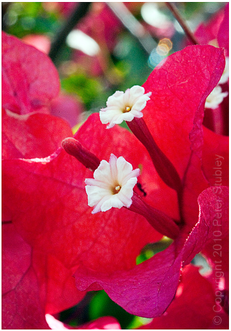 Red!