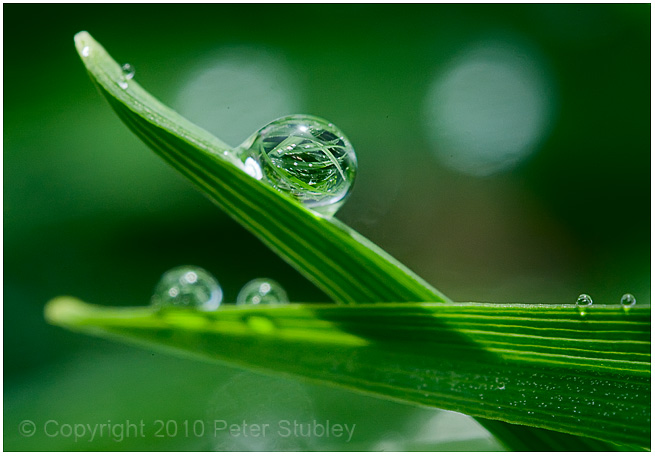 Leaf drops.