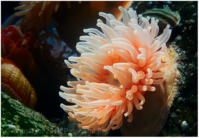 Anemone.