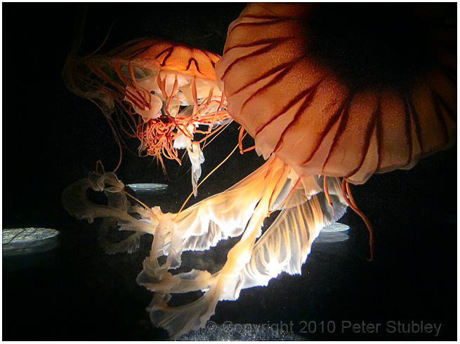 Jellyfish.
