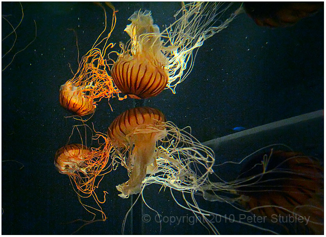 Jellyfish reflections.