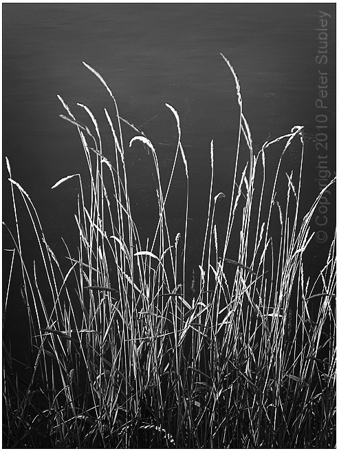 Grass.