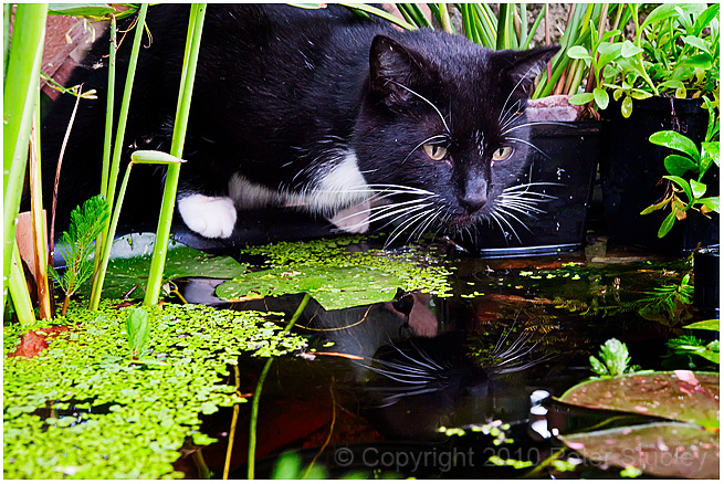 At the watering hole.