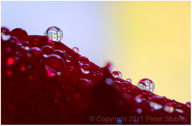 Rose petal drops.