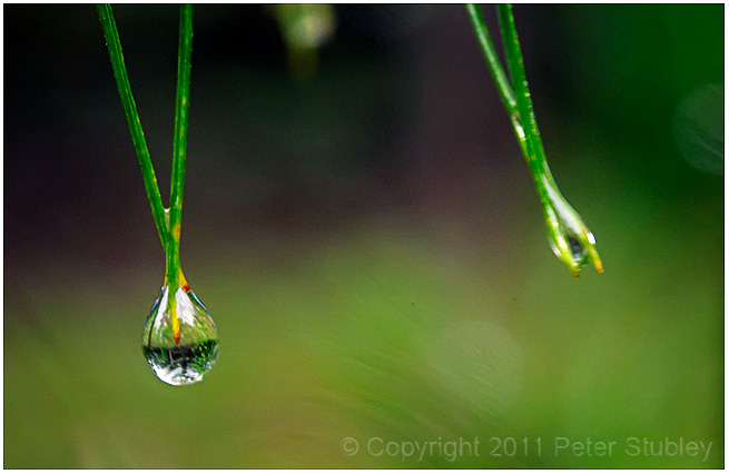 Pine needle drops.