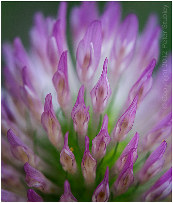 Macro clover.