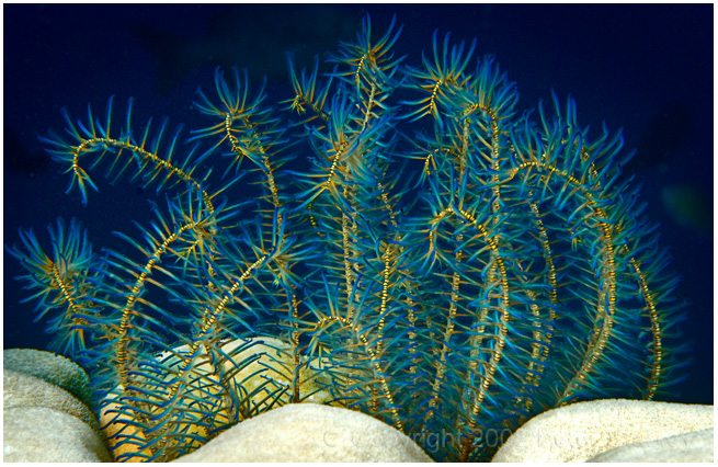 Feather star.