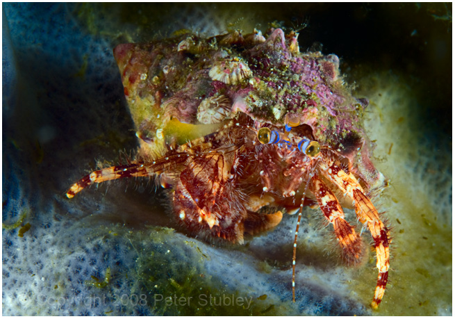 Hermit crab, and guests.