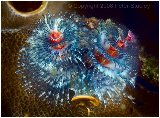 Christmas tree worm.