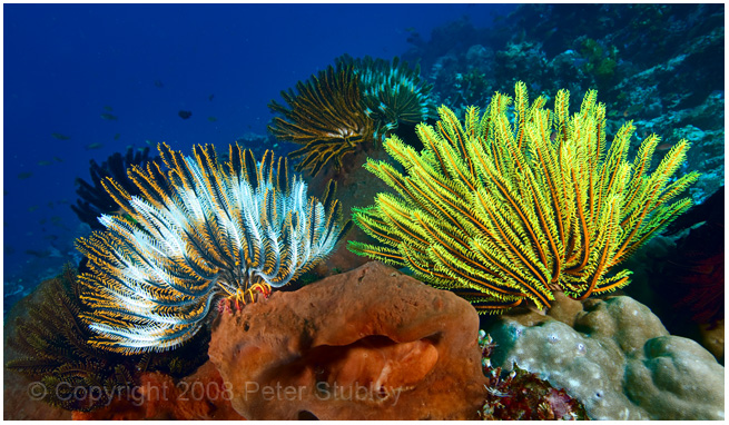Cluster of crinoids.