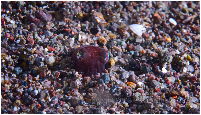 Bob tail squid.